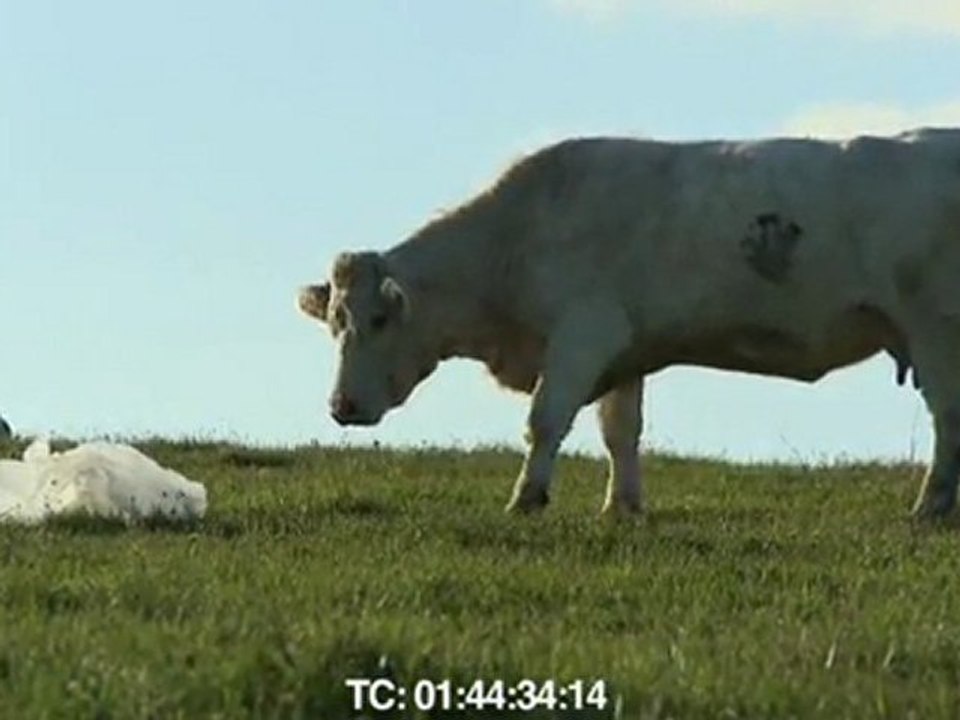 Bovines, d'Emmanuel Gras (extrait 2)