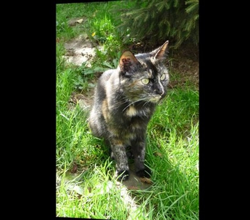 Chats de Thiernay