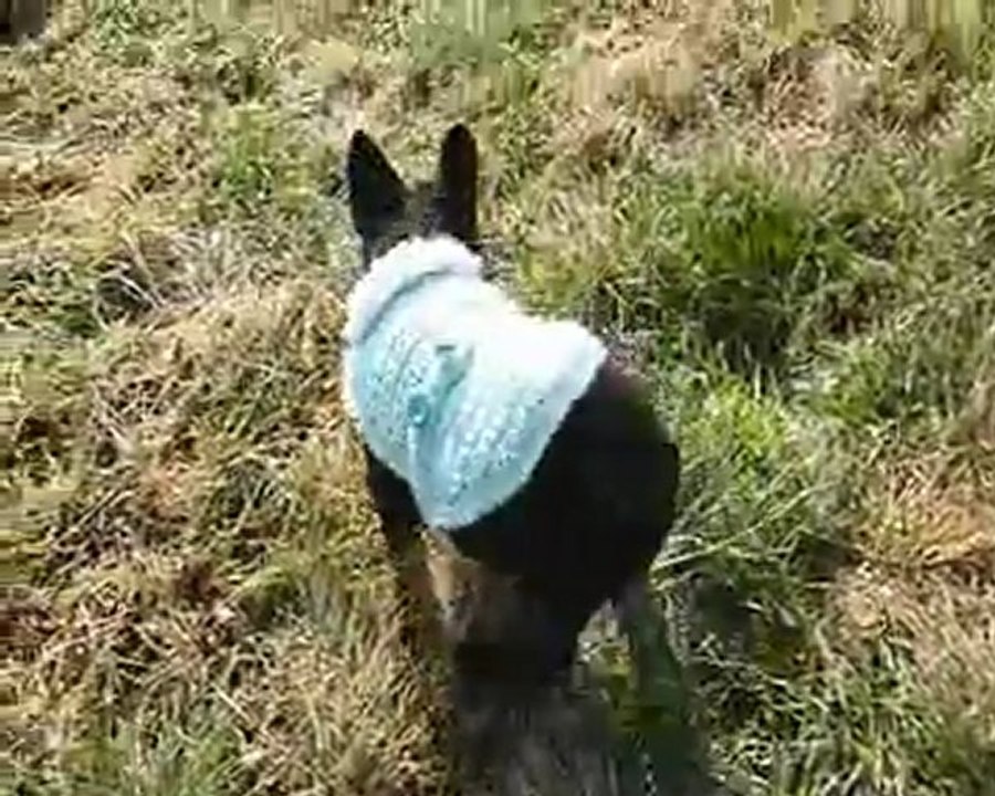 24 février 2012 : Emeraude, Ginseng et Gi'King.