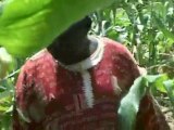 Burkina - Production de semences