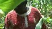 Burkina - Production de semences
