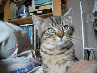 Gus : 3ème séance de sociabilisation