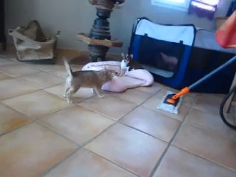 Deux poils long de Foxy .! Un mâle et une femelle porteur de chocolat LOF