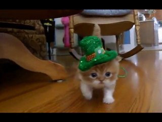 Müthiş şeker yavru kedi!