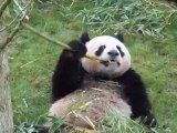 Panda géant Yuan-Zi dans son enclos au zoo de Beauval