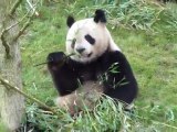 Panda Géant au zoo de Beauval