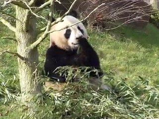 Panda géant - Yuan-Zi mange dehors
