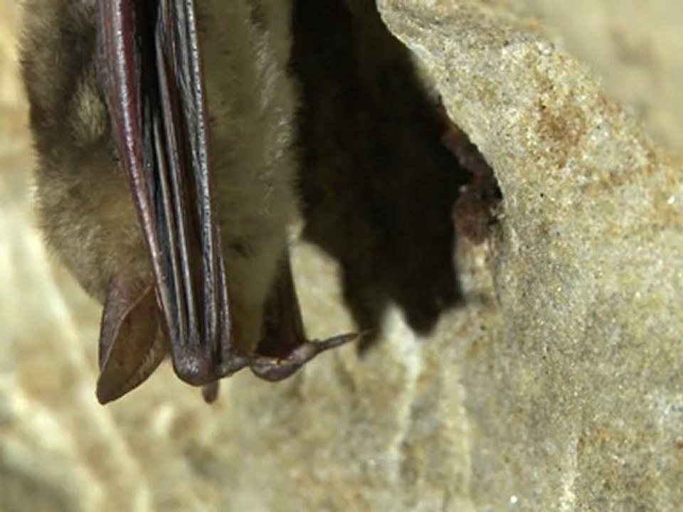 NOMADES TV RESPIRE La nature sous nos pieds