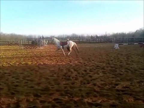 Longe, poney tout mignon