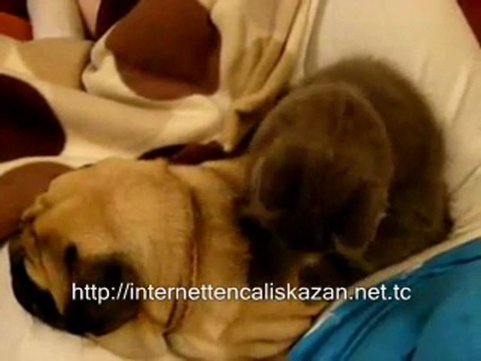 Köpeğe masaj yapan kedi