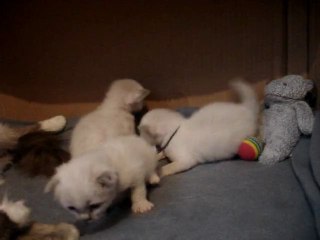 Ce matin...un lapin...