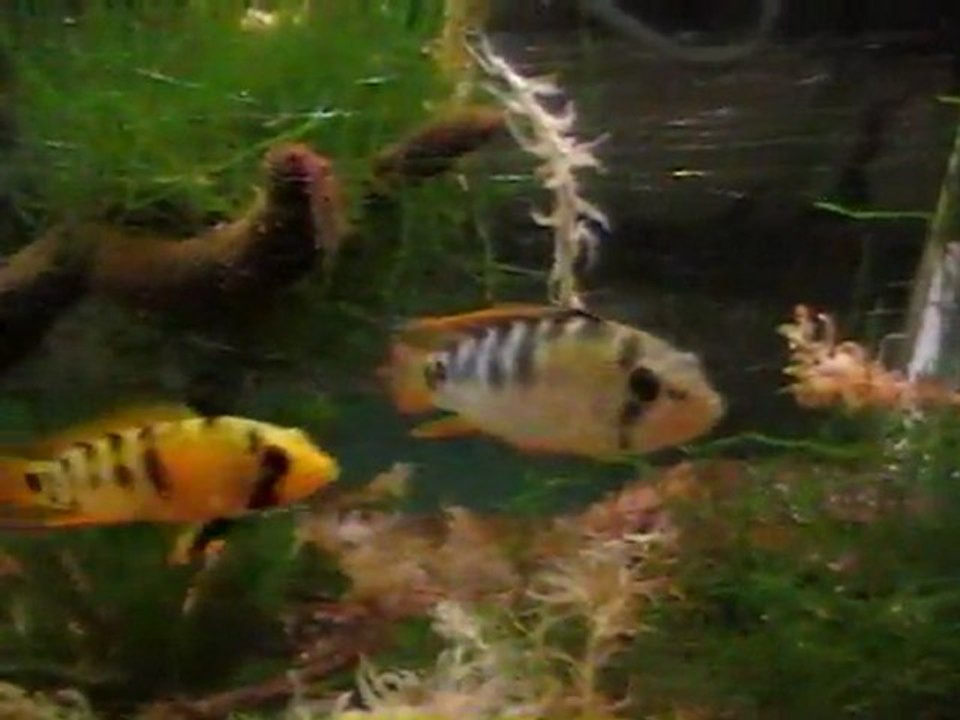 vidéo_panduro_baenschi