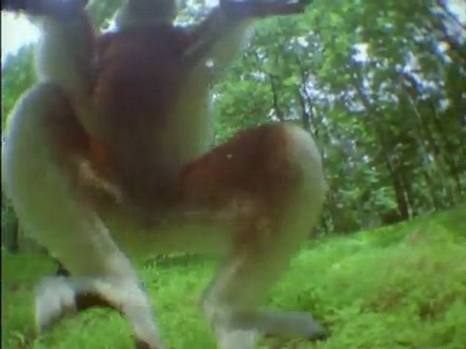 Animales Sobrenaturales (Vida en Movimiento)