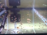 Melek Balığı Yavruları