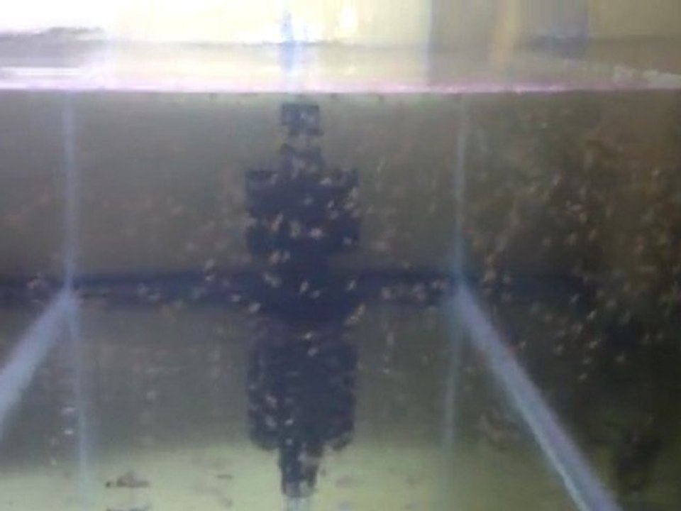 Melek Balığı Yavruları