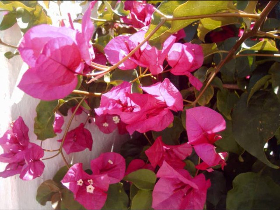 JUVENTUD DIVINO TESORO - LADY HAGUA