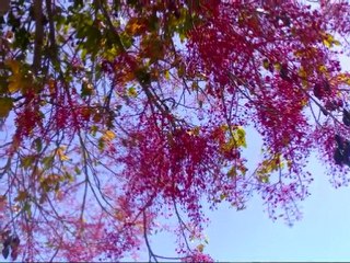 LA FLOR DE LA CANELA - LADY HAGUA