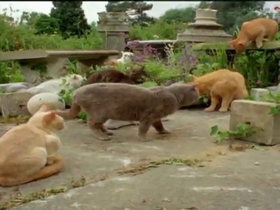 Animales Sobrenaturales (Pociones Magicas)