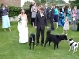 Dog ruins wedding dress