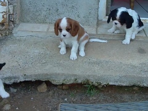 CAVALIER FEMELLE BLENHEIM Cacharelle x Callaghan