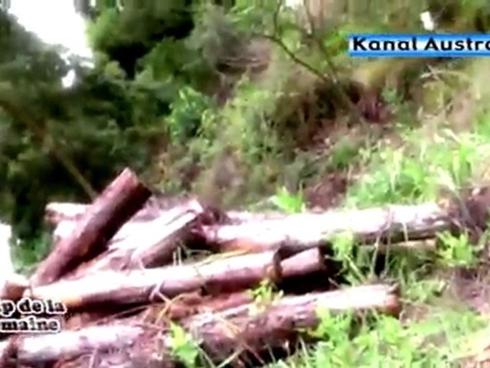 RUDY VASSILY - Forêt (île de la Réunion) : Clip de la semaine sur Kanal Austral