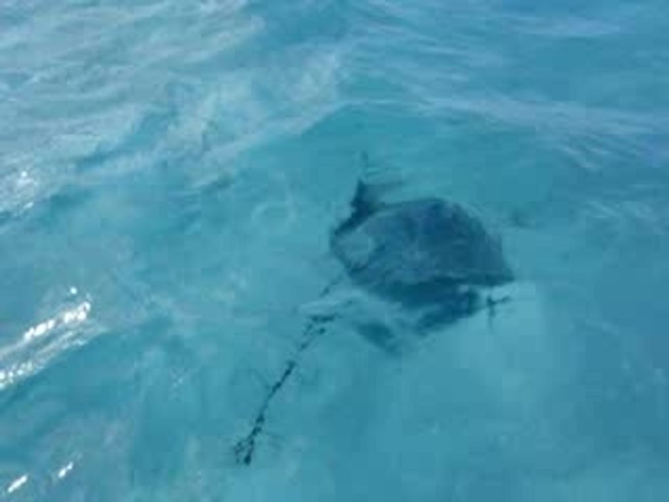 raie pastenague à huahine