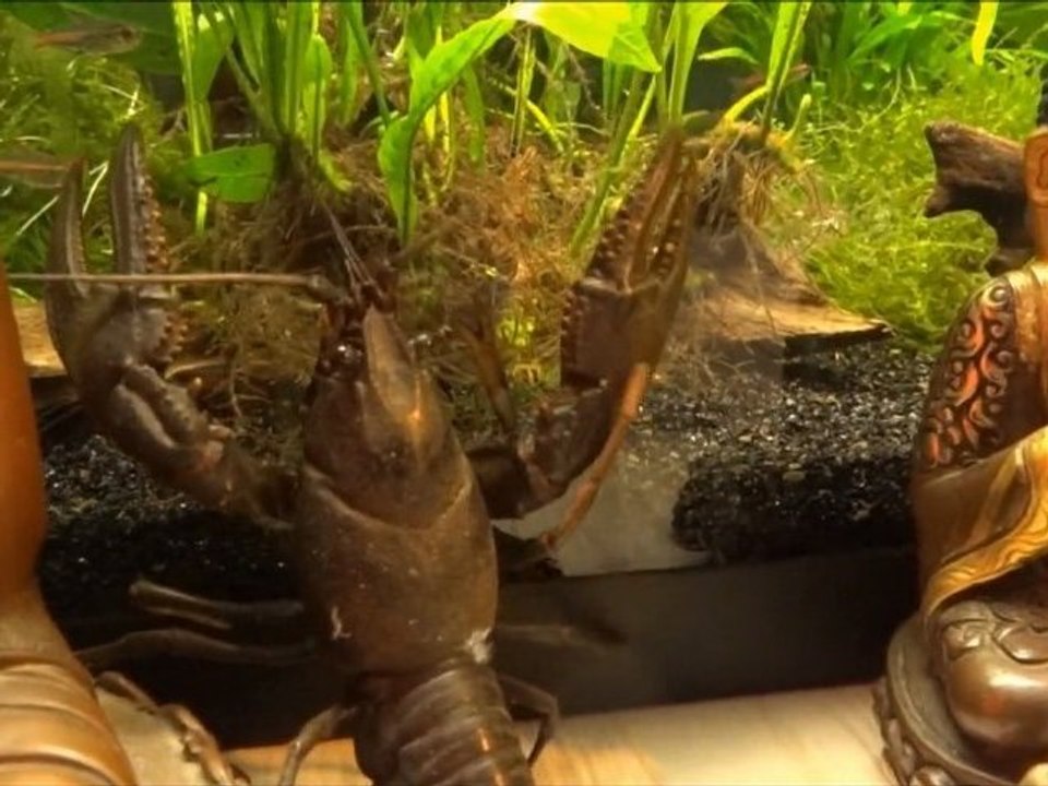 THE LIMPING SERIAL KILLER! - Lobster on the loose