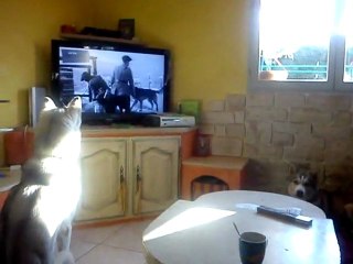 les toutous regardent la tv