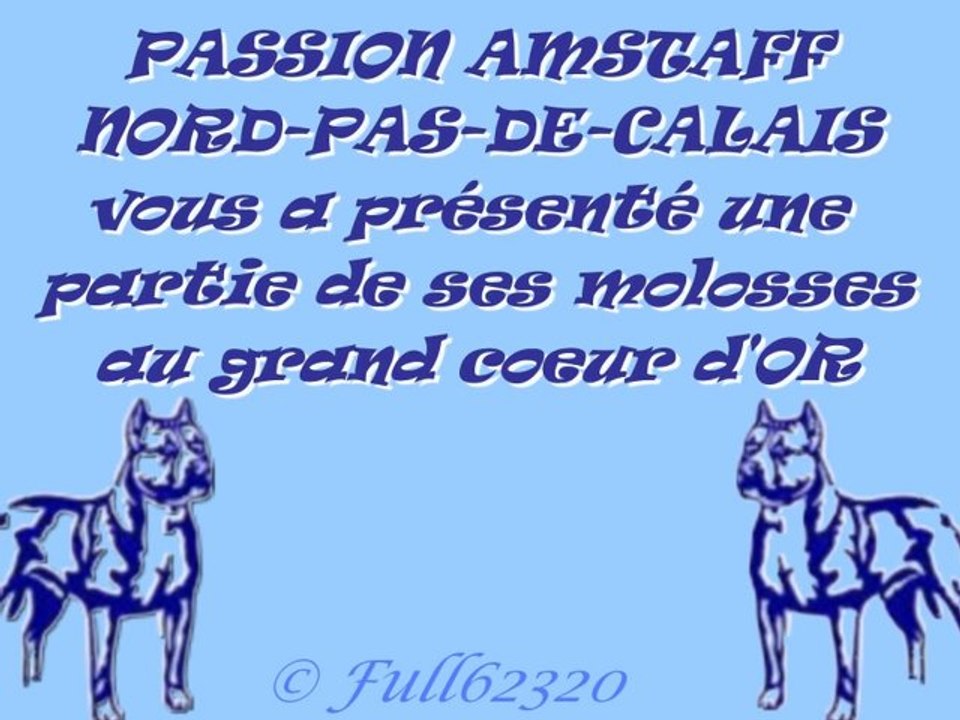amstaff groupe