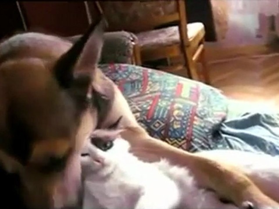 Hund und Katze - Freunde (S)