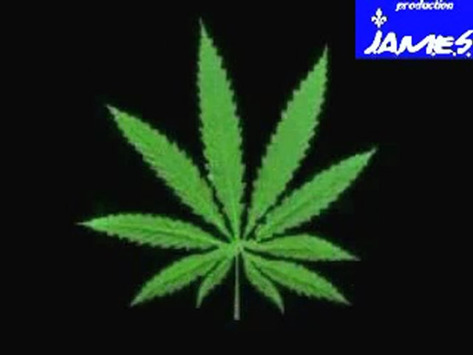 conspiration contre le cannabis sativa