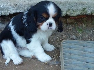 Mâle cavalier king charles tricolore Sissi x Callaghan