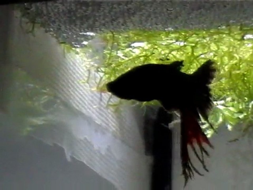 repro_bettas