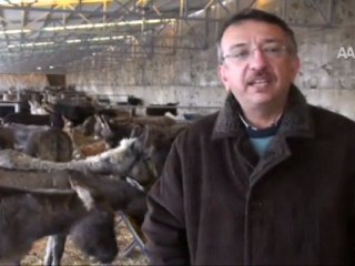 Eşek çiftliği yolda