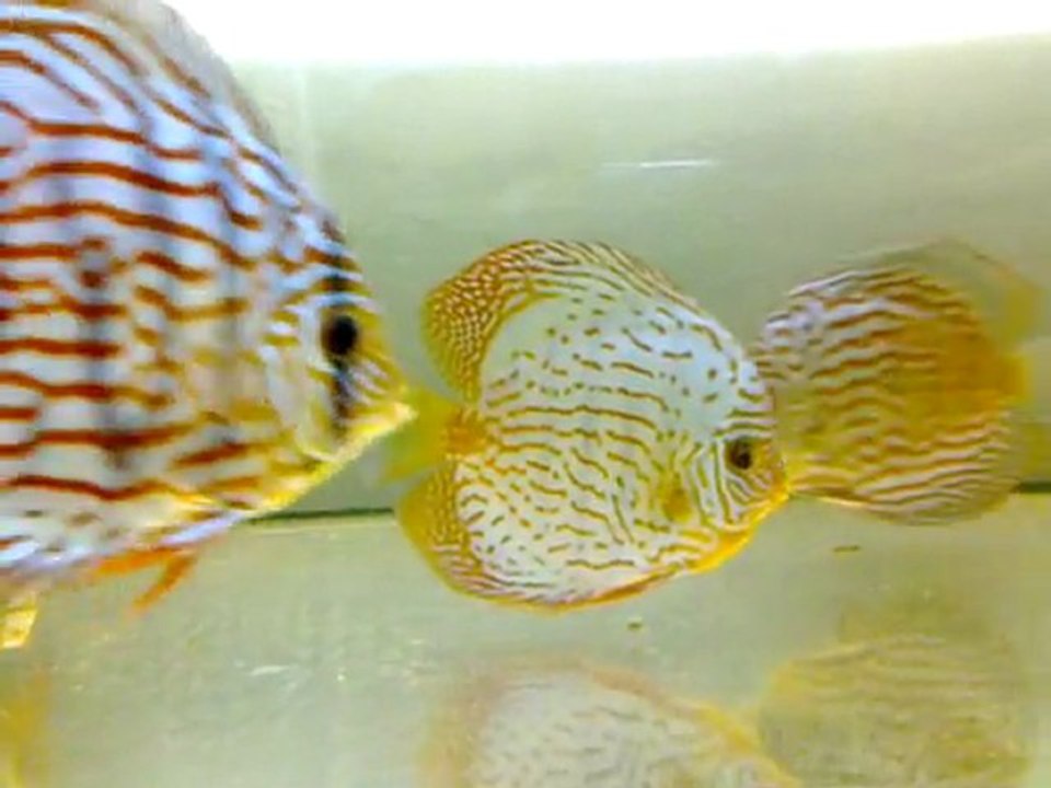 Discus Karma