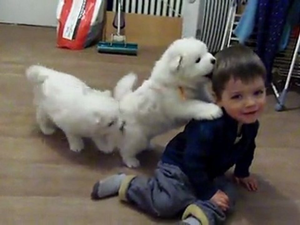 Timothé et les chiots