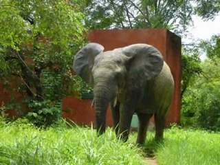 Nazinga (Découverte des éléphants du Nahouri par www.tiébélé-developpement.org) Burkina Faso.