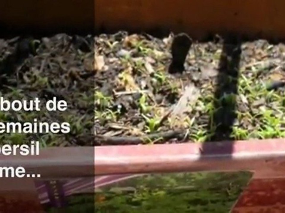 Faire pousser du persil en pot