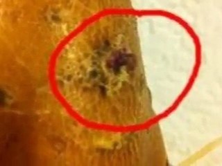 Faire pousser une patate douce dans l'eau