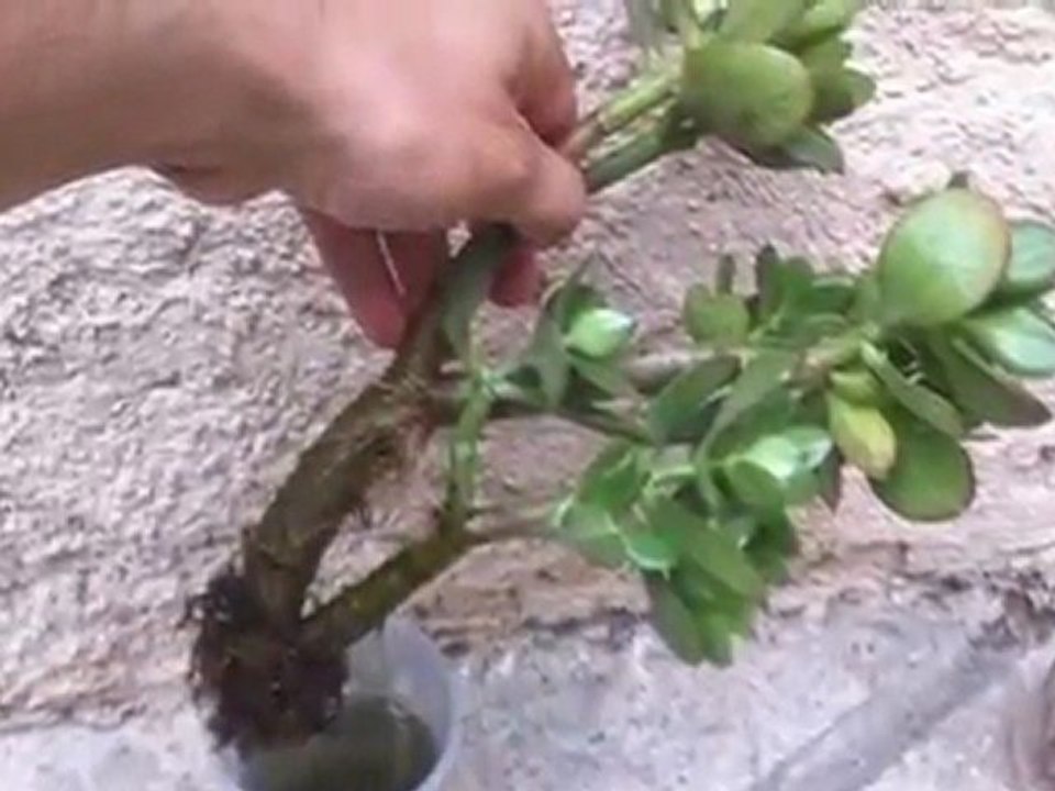 Faire une bouture de plante grasse