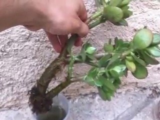 Faire une bouture de plante grasse