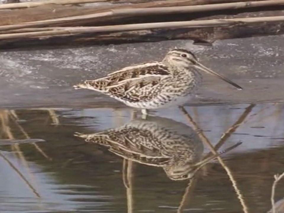 Bécassine des marais