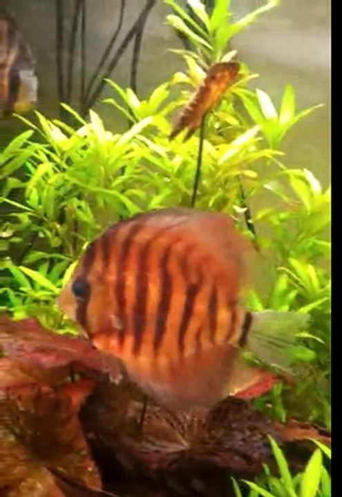 discus