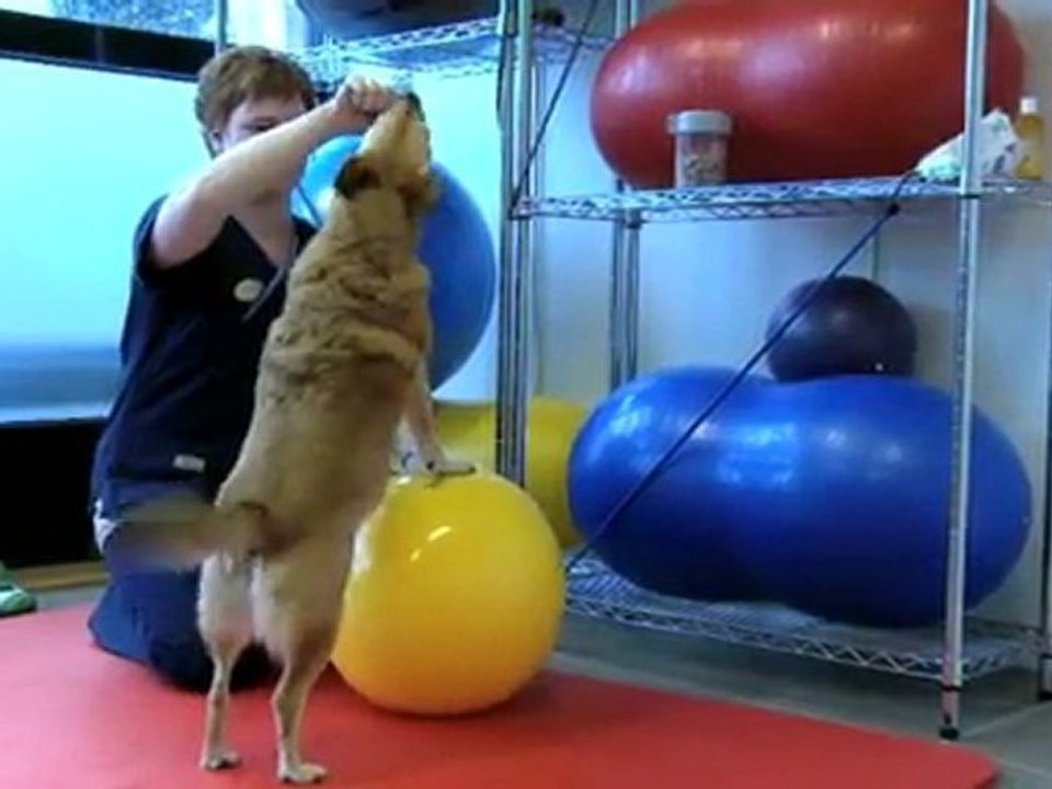 Veterinær Stavanger Hinna Dyreklinikk AS