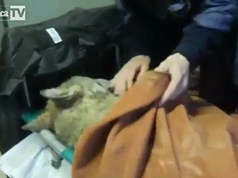 Il lupo salvato con la respirazione bocca a bocca