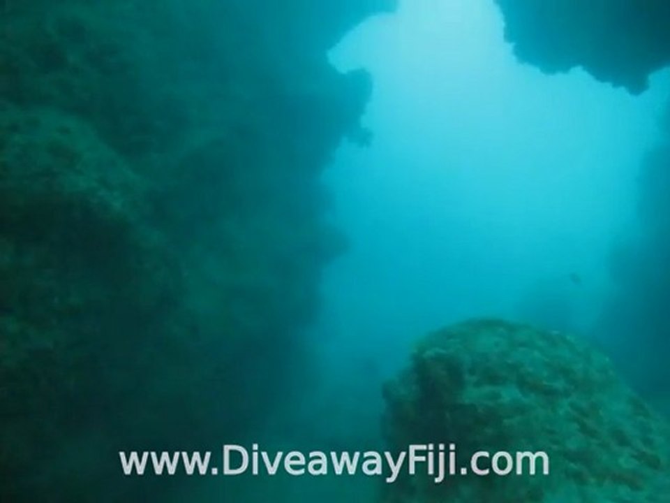 Grey Reef Sharks at Midra Passage, Coral Coast, Fiji