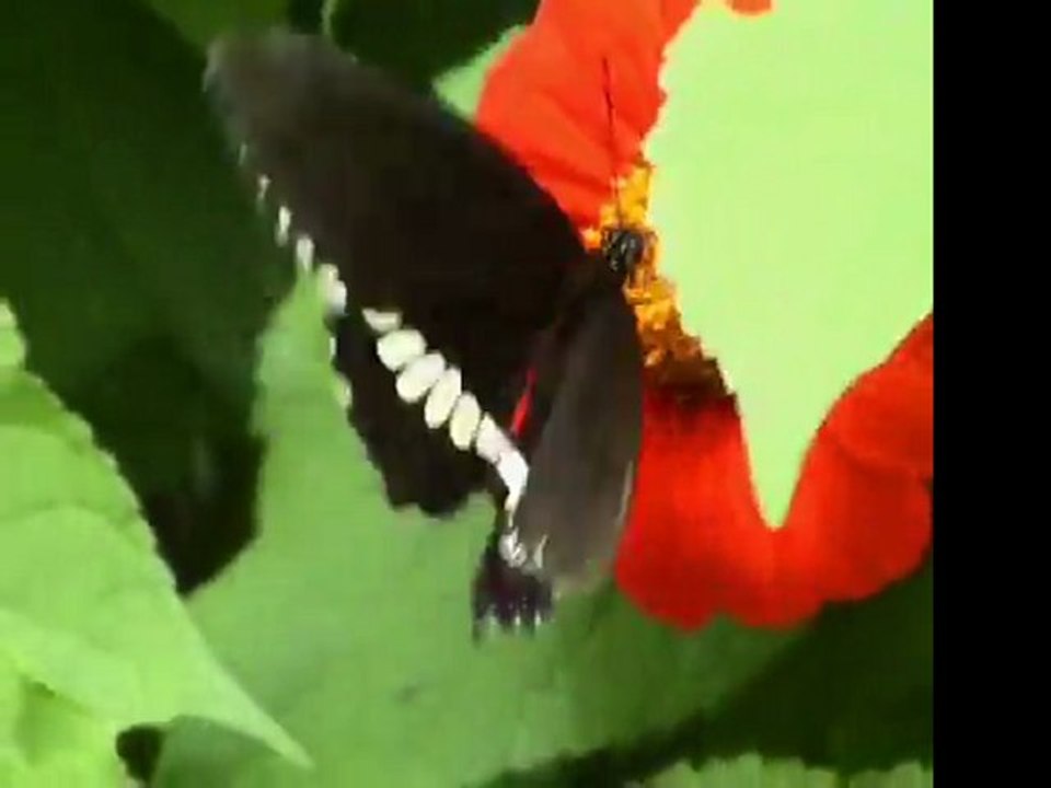 Butterfly 555