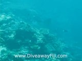 Clown triggerfish and Eagle Rays with Diveaway Fiji