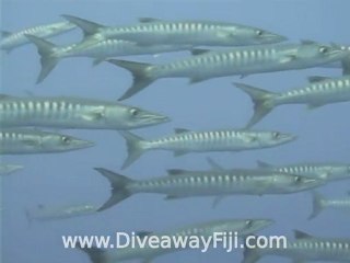 Grey reef sharks & Cuda on Fanny Hill by Diveaway Fiji