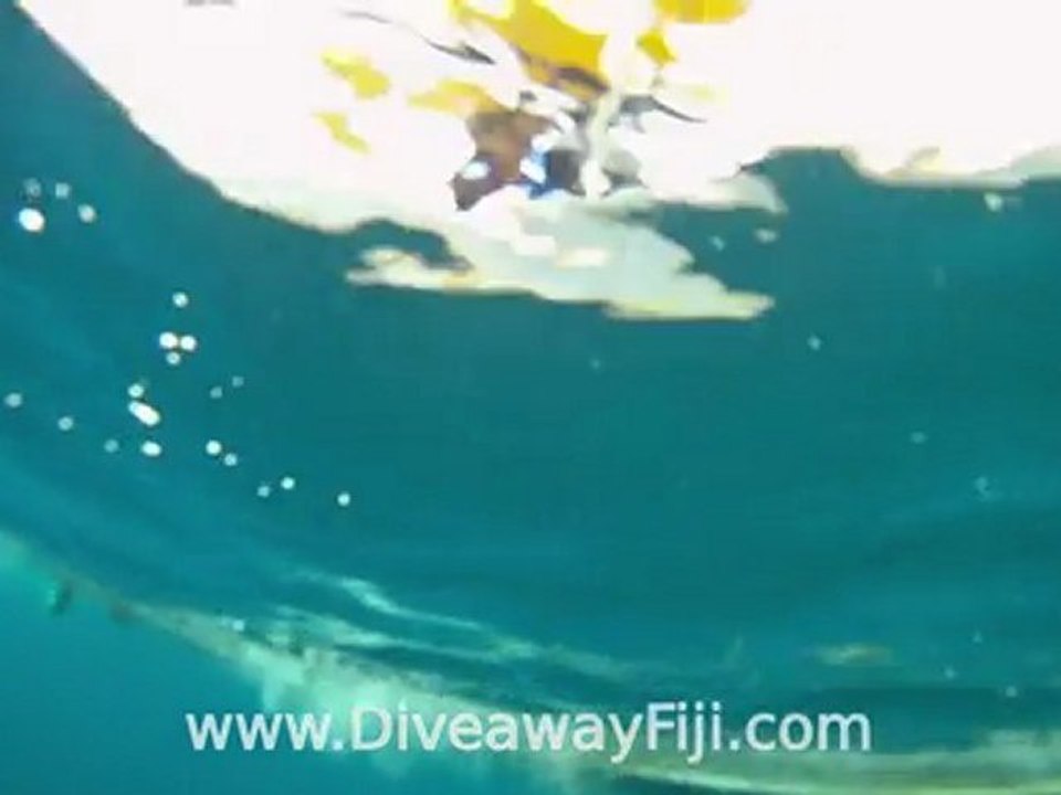 Yellow Lipped Sea Krait diving with Diveaway Fiji